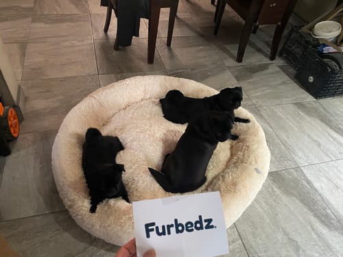 Customer photo review of Cama Antiestrés para Perros