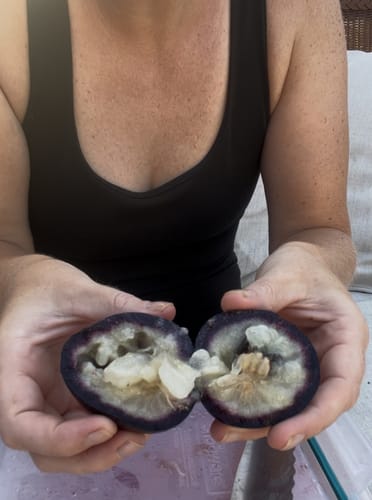 Customer photo review of Tropical Variety Box