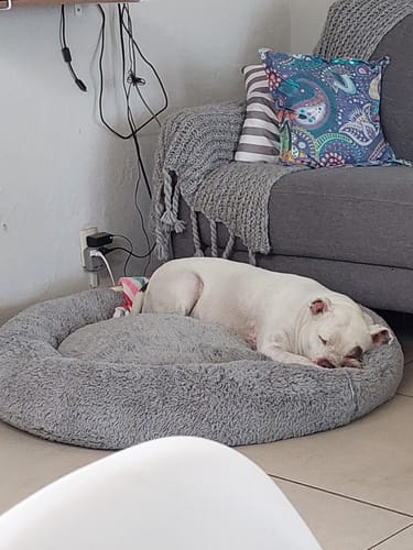 Customer photo review of Cama Antiestrés para Perros