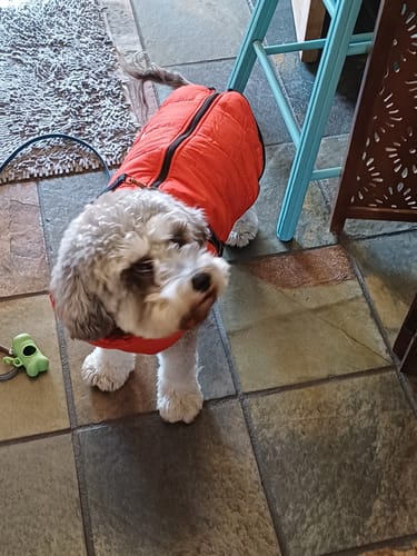 Customer photo review of No Pull Dog Harness Australia