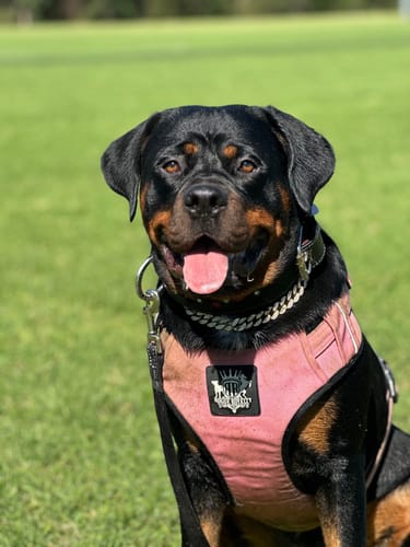 Customer photo review of Dog Harness - Active X Pink