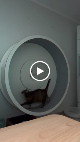 Nicole R. review of Elmato Katzenlaufrad Rocky Wandlaufrad image 1 out of 1