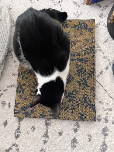 Customer photo review of Little Birds - Luxury Cat Scratching Board