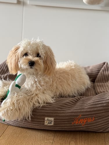 Customer photo review of Divanetto Velluto a Coste Marrone