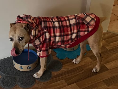 Customer photo review of Red Plaid Dog Hoodie