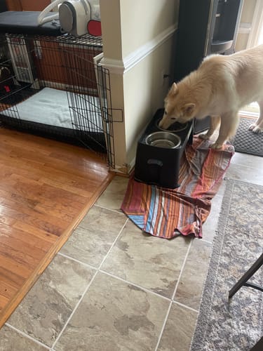 Customer photo review of Iron Paws Premium Dog Supplement