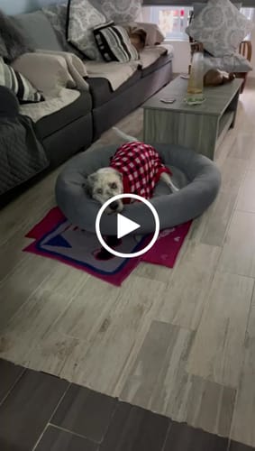 Customer video review of Cama Antiestrés para Perros