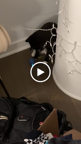 undefined review of SPEEDY TAIL 2.0 image 1 out of 1