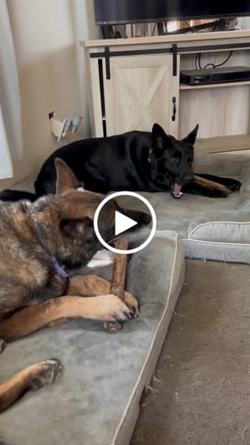 Customer video review of Ostrich Shaft Bones (11" x 2"): The Long-Lasting, Flavorful Chew for Medium to Large Dogs