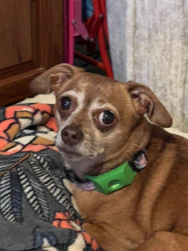 Customer photo review of FurLife™ - 12 Months Flea and Tick Tags for Cats
