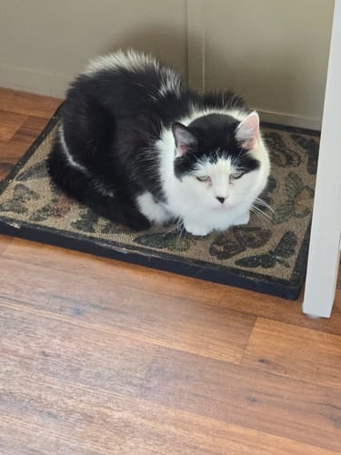 Customer photo review of Butterfly Chart - Luxury Cat Scratching Board
