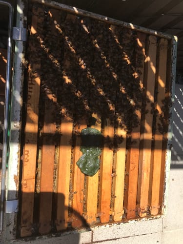 Customer photo review of Bee Bites | Super Food for Healthy Hives (50g Bar)