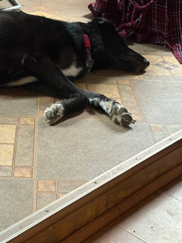 Customer photo review of FurLife™ - 12 Months Flea and Tick Tags for Dogs