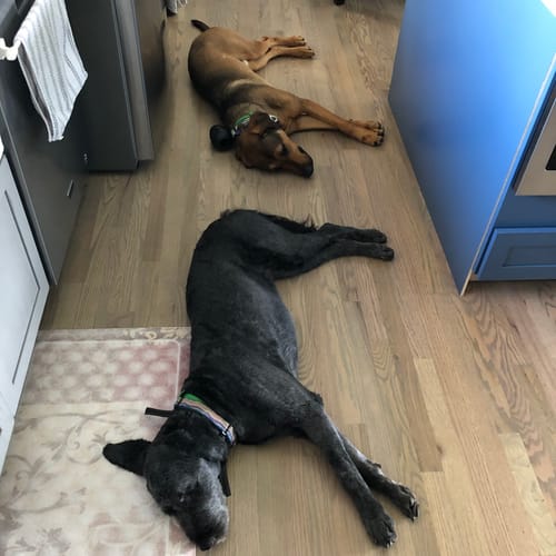Customer photo review of FurLife™ 8 Months Flea and Tick Free