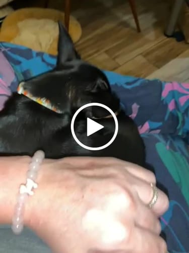 undefined review of STRĀ Dog Beaded Bracelet image 1 out of 1