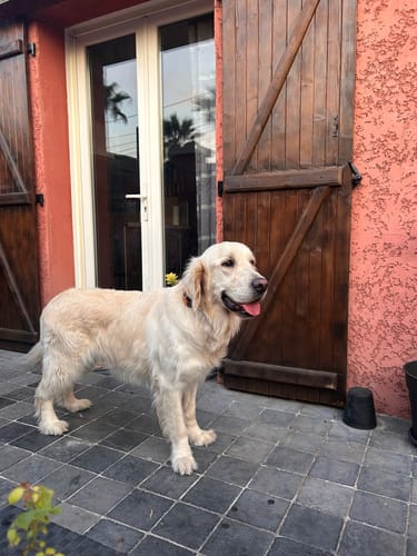 Customer photo review of Collier Anti Aboiement PuppySafe