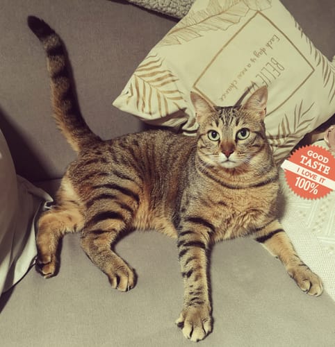 Avis photo d'un client sur Croquettes Maine Coon Stérilisé Sans Céréales - Poulet