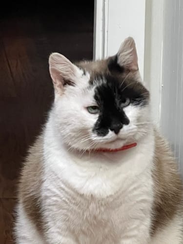 Customer photo review of FurLife™ - 8 Months Flea and Tick Collar for Cats