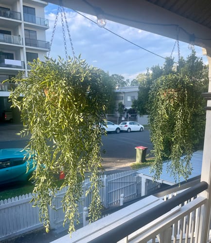 Customer photo review of 110cm UV Potted Fern Artificial Hanging Basket (Indoor / Outdoor)