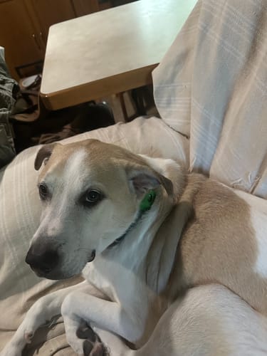 Customer photo review of FurLife™ 12 Months Flea and Tick Free