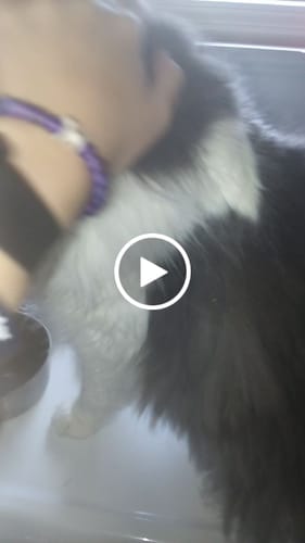 Tabby D. review of STRĀ Cat Beaded Bracelet image 1 out of 1