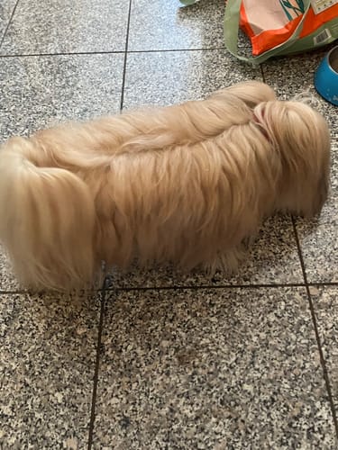 Customer photo review of Frischfutter für Energiebedarf von 213 kCal/Tag