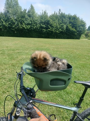 Customer photo review of Kvisp Dog Bike Carrier