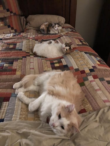 Customer photo review of Natural Hyperthyroidism Support Formula for Cats, 30-Day Supply