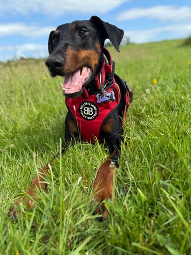 Louise M. review of Comfort Premium Harness | Non Restrictive - Red image 1 out of 3