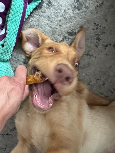 Customer photo review of Smoked Duck Feet