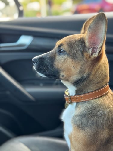 Customer photo review of Trailblazer - Cognac Stitched Premium Leather Dog Collar - Made in Canada