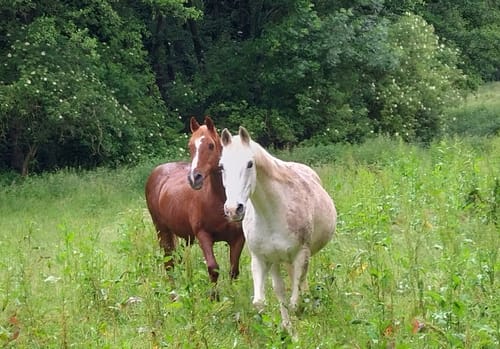 Customer photo review of Kristallkraft Core