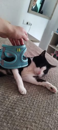 Customer photo review of Explorer Harness | Less boredom. More discovery. A better life for your indoor cat.