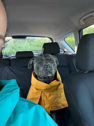 Customer photo review of Breatheshield™ Dog Raincoats