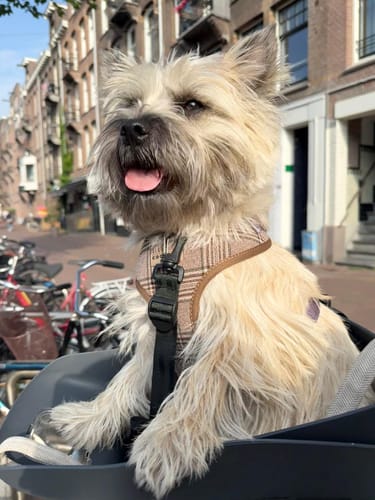 Customer photo review of Kvisp Dog Bike Carrier