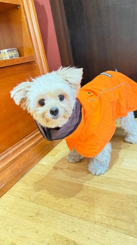 Customer photo review of Breatheshield™ Dog Raincoat - Neon Orange