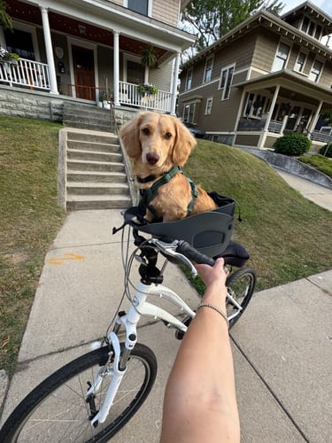 Customer photo review of Kvisp Dog Bike Carrier