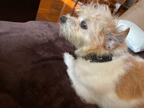 Customer photo review of FurLife™ - 12 Months Flea and Tick Tags for Dogs