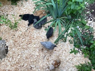 Customer photo review of GrubTerra Dried Larvae Sample