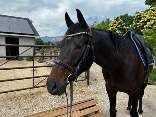 Customer photo review of Bling Browbands