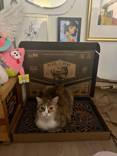 Customer photo review of Asian Tiger - Luxury Cat Scratching Board
