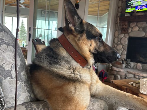 Customer photo review of Big Ass Dog Collars for Big Ass Dogs