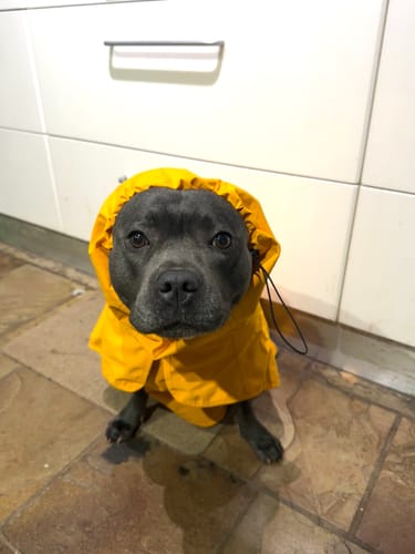 Customer photo review of Breatheshield™ Dog Raincoats