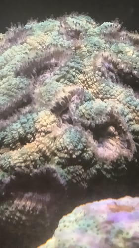 Customer photo review of Polyp-Booster