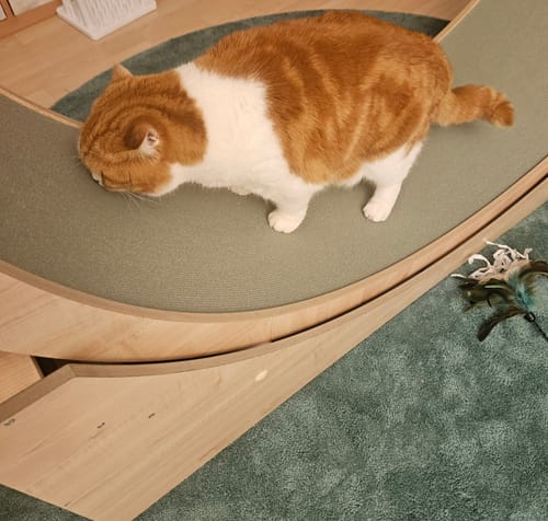 Ursel R. review of Elmato Katzenlaufrad Simba image 1 out of 1