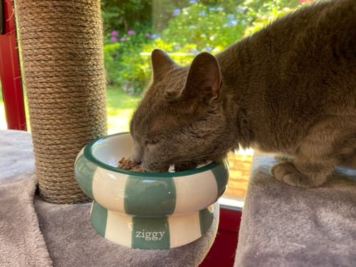 Avis photo d'un client sur Pâtée Chat Stérilisé Sans Céréales - Poisson Blanc