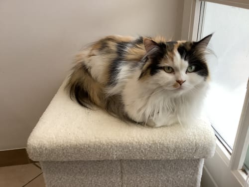 Avis photo d'un client sur Croquettes Chat Stérilisé Sans Céréales - Poulet