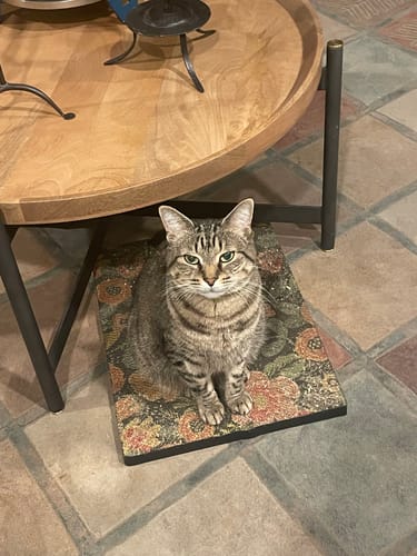 Customer photo review of Flowerbed - Luxury Cat Scratching Board