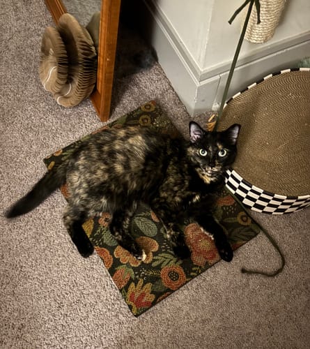 Customer photo review of Flowerbed - Luxury Cat Scratching Board