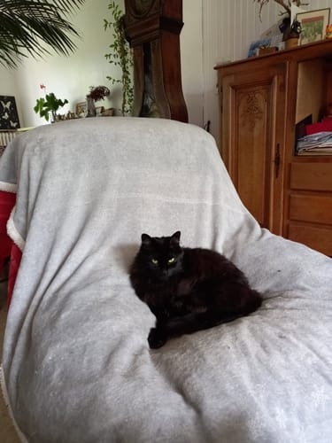 Avis photo d'un client sur Croquettes Chat Stérilisé Sans Céréales - Saumon